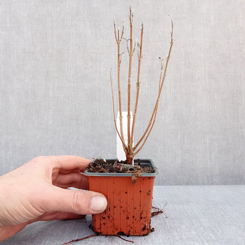 Caryopteris clandonensis Grand Bleu - Bluebeard 8/9 cm pot sample as delivered in winter