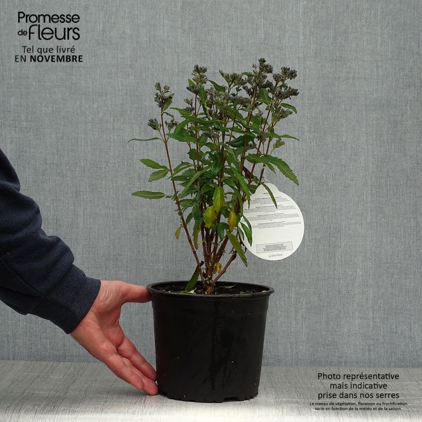Caryopteris clandonensis Grand Bleu - Bluebeard 2L/3L pot sample as delivered in autumn