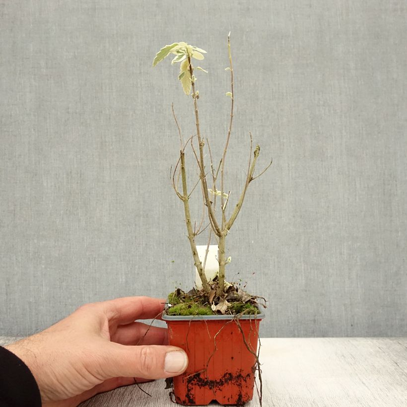 Caryopteris clandonensis White Surprise - Bluebeard 8/9 cm pot sample as delivered in autumn