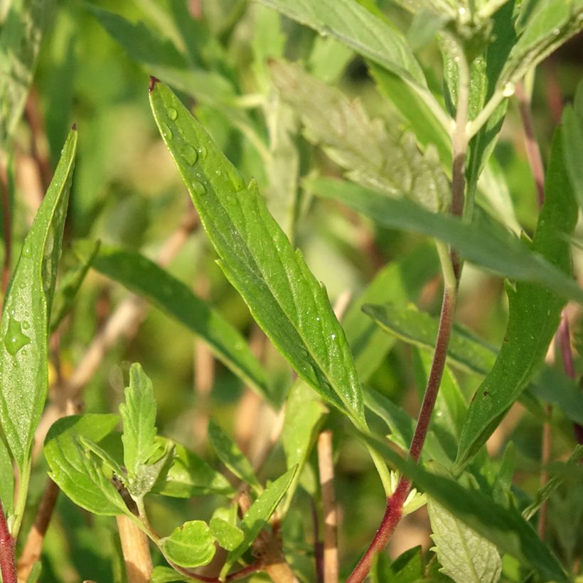 Caryopteris clandonensis Blauer Spatz - Bluebeard (Foliage)