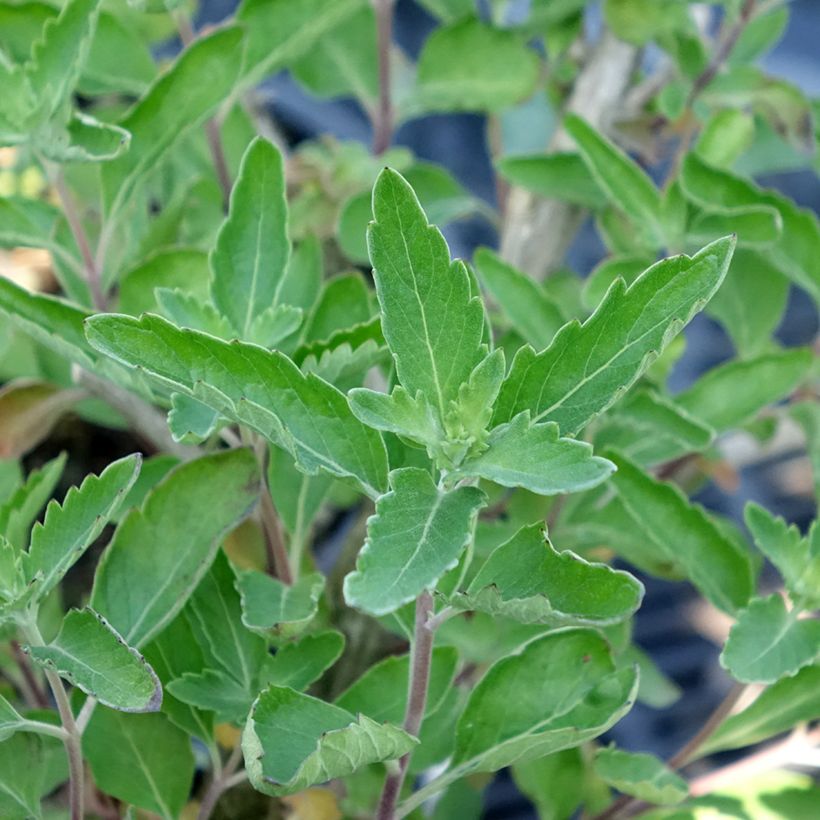Caryopteris x clandonensis BLUE FOUNTAIN - Bluebeard (Foliage)