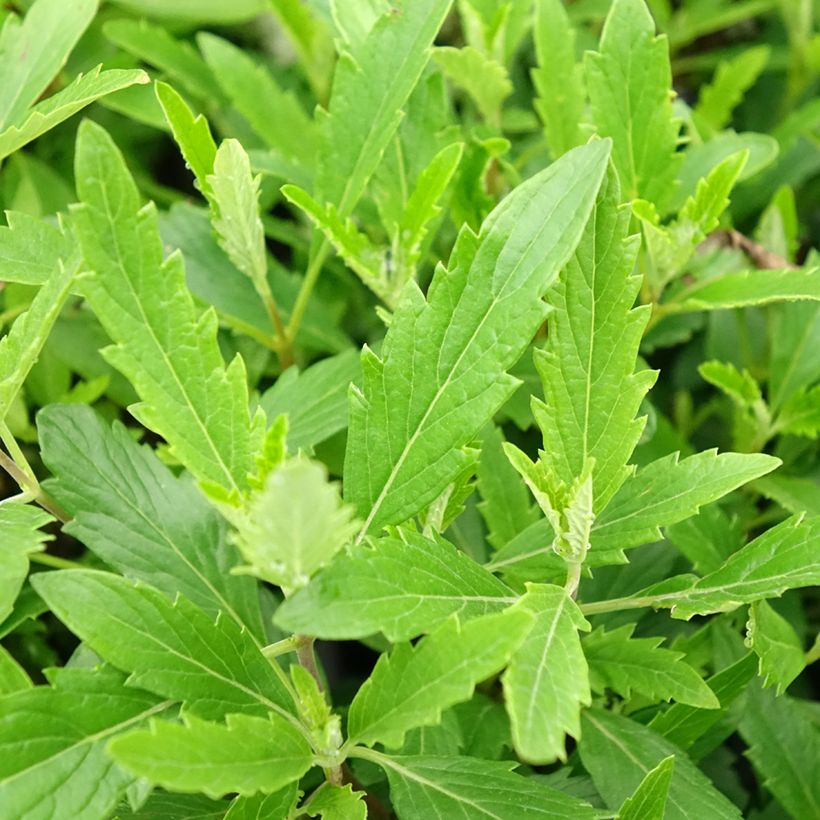 Caryopteris clandonensis Camara Pink - Bluebeard (Foliage)