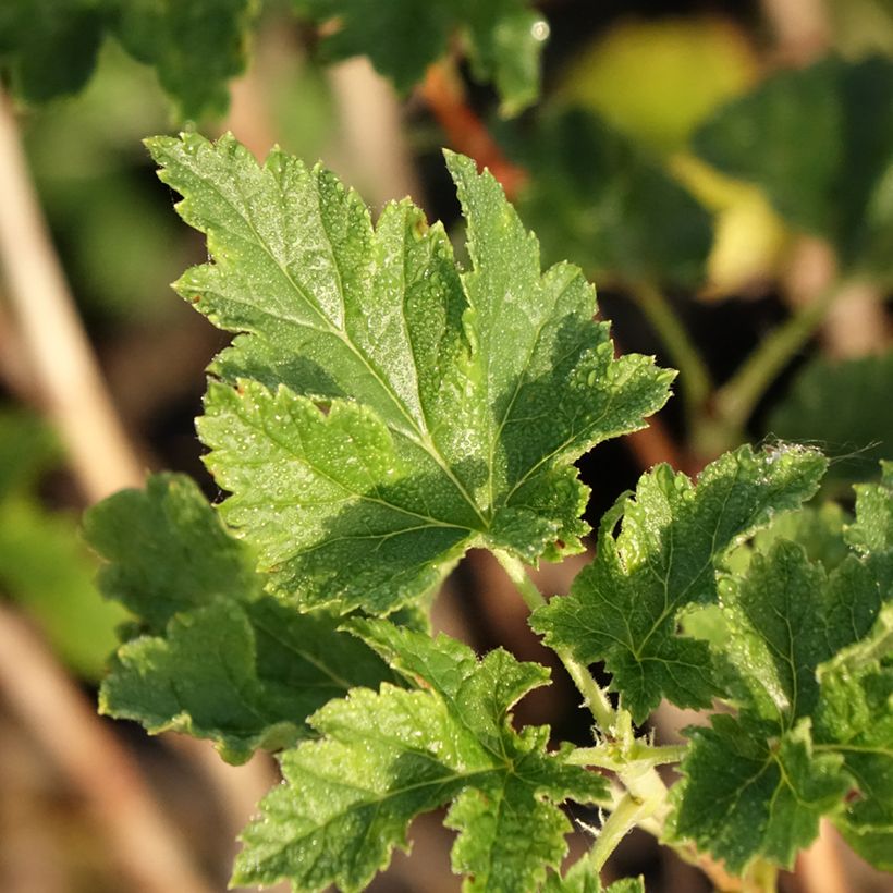 Jostaberry ConfiBerry Jofruti (Foliage)