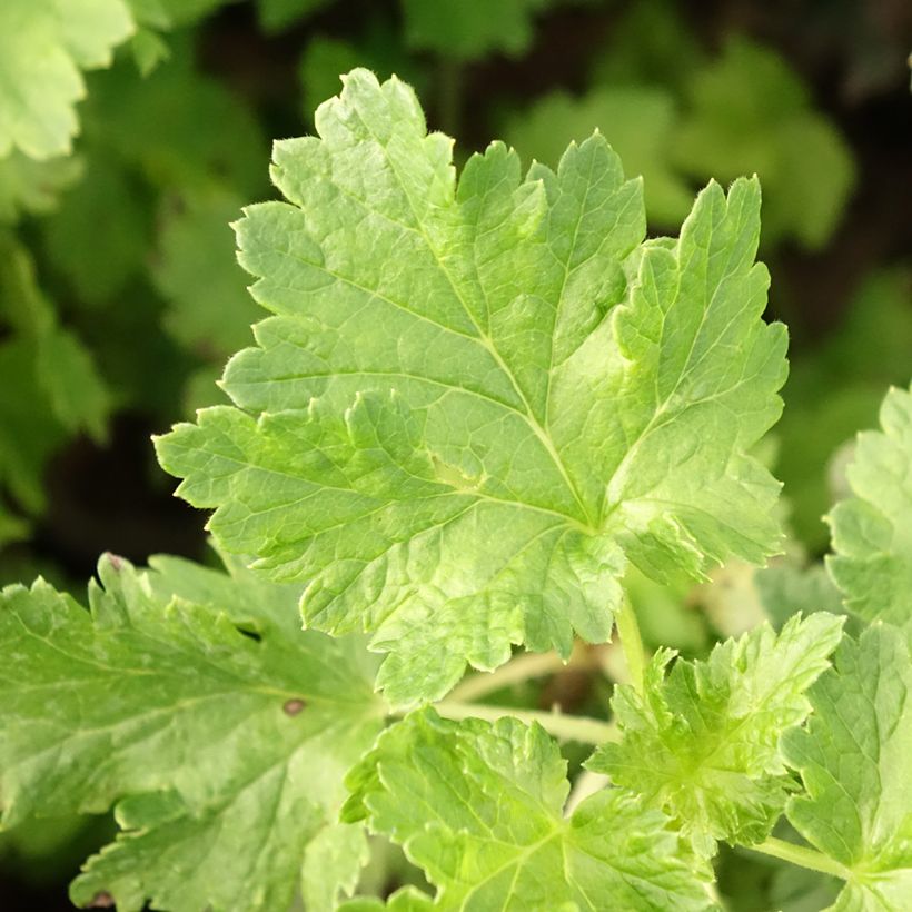 Jostaberry ConfiBerry Jogusto (Foliage)