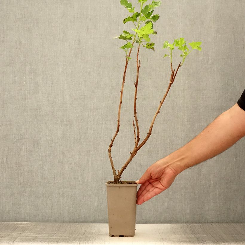 Jostaberry ConfiBerry Jogusto 1.5L/2L pot, BushShipped height around 30/40cm sample as delivered in summer