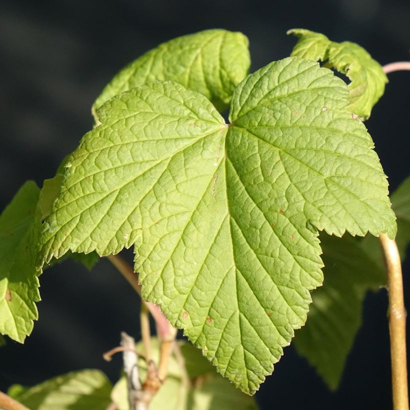 Blackcurrant Organic Andega - Ribes nigrum (Foliage)