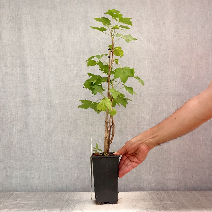Blackcurrant Ben Nevis - Ribes nigrum 1.5L/2L pot, BushShipped height around 30/40cm sample as delivered in summer