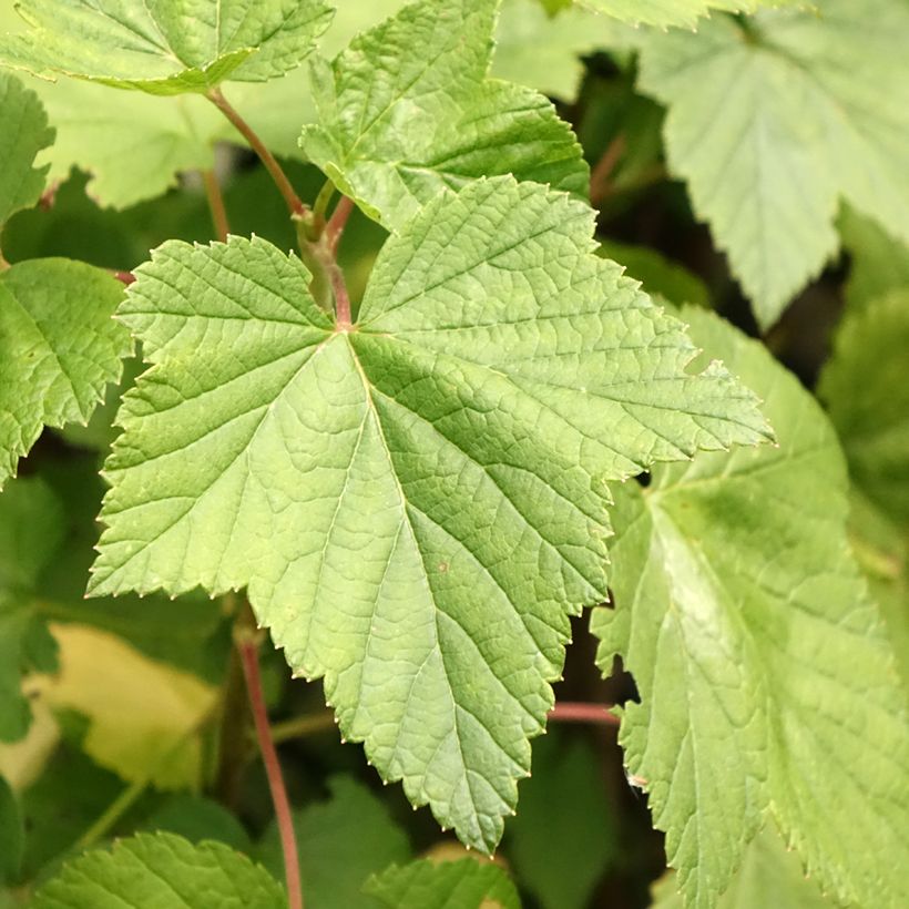 Blackcurrant Ben Nevis - Ribes nigrum (Foliage)