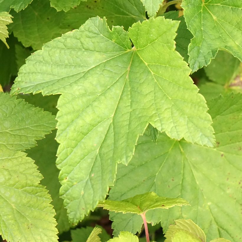 Blackcurrant Black Down - Ribes nigrum (Foliage)