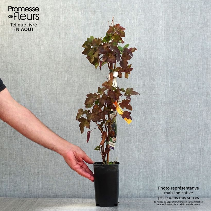 Blackcurrant Black'n Red Premiere - Ribes nigrum 1.5L/2L pot, BushShipped height around 30/40cm sample as delivered in summer