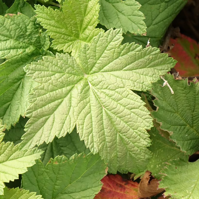 Ribes nigrum 'Cassissima' (Green Life) (Foliage)