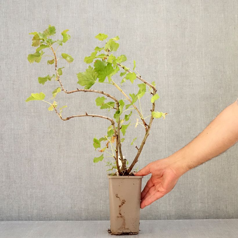 Ribes nigrum 'Cassissima' (Green Life) 1.5L/2L pot sample as delivered in summer