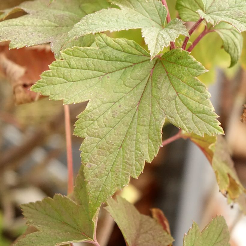 Blackcurrant Delbard Robusta - Ribes nigrum (Foliage)