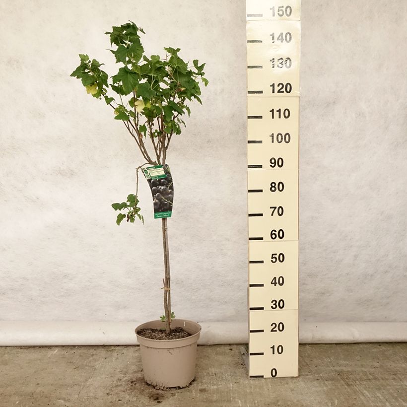 Blackcurrant Delbard Robusta - Ribes nigrum 7.5L/10L pot, Quarter standard sample as delivered in summer