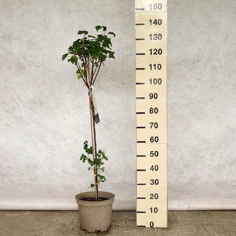 Blackcurrant Delbard Robusta - Ribes nigrum 7.5L/10L pot, Quarter standardShipped height around 100/120cm sample as delivered in spring