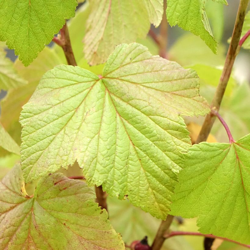 Blackcurrant Giant Boskoop - Ribes nigrum (Foliage)