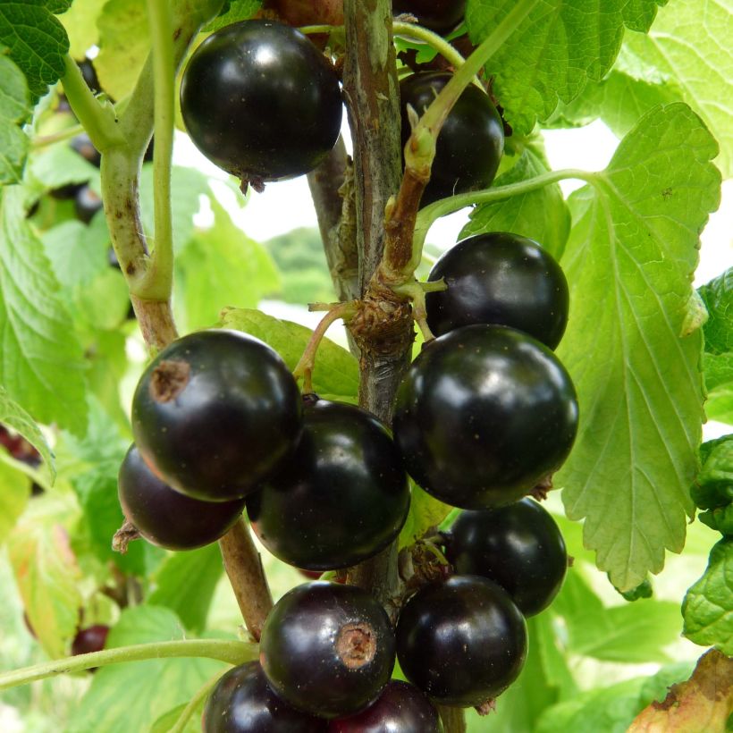 Blackcurrant Noiroma - Ribes nigrum (Harvest)