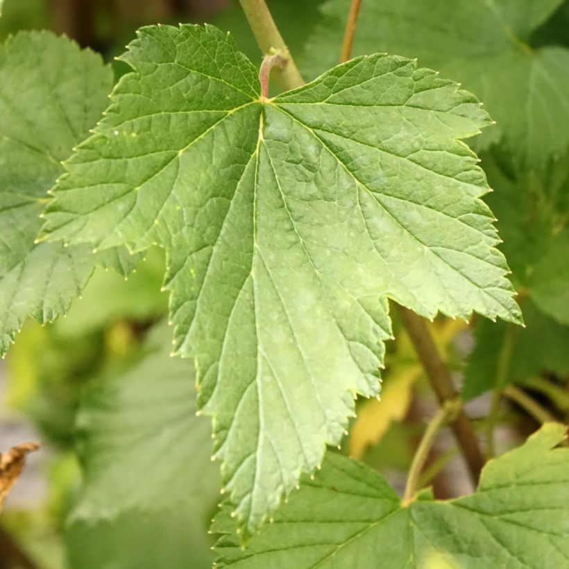 Blackcurrant Titania - Ribes nigrum (Foliage)