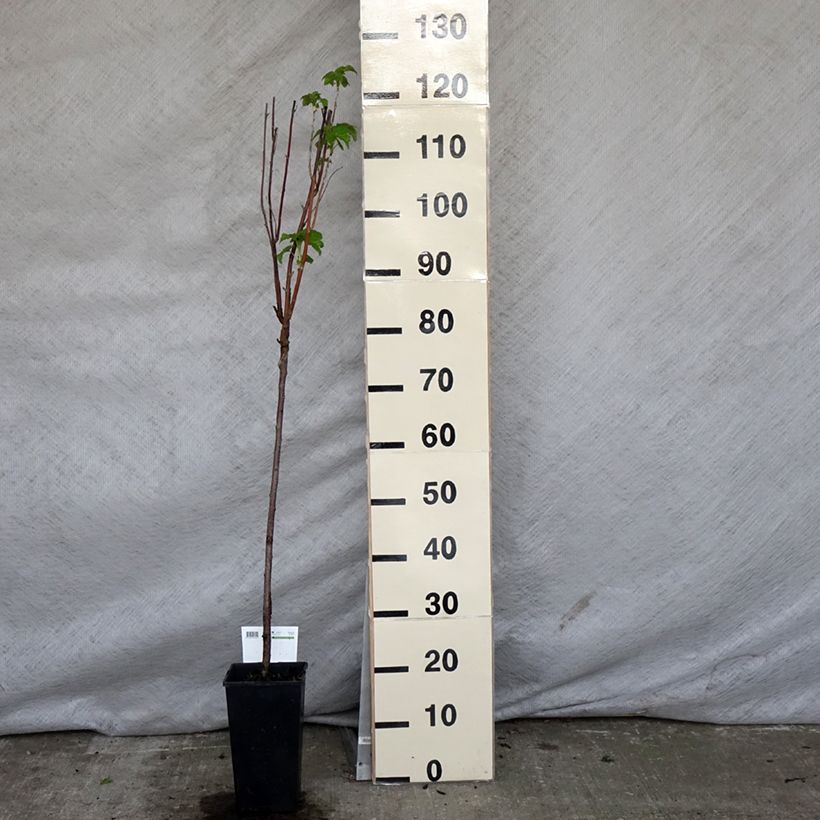 Blackcurrant Titania - Ribes nigrum 1.5L/2L potShipped height around 130/140cm sample as delivered in spring