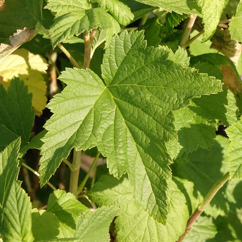 Blackcurrant Triton - Ribes nigrum (Foliage)