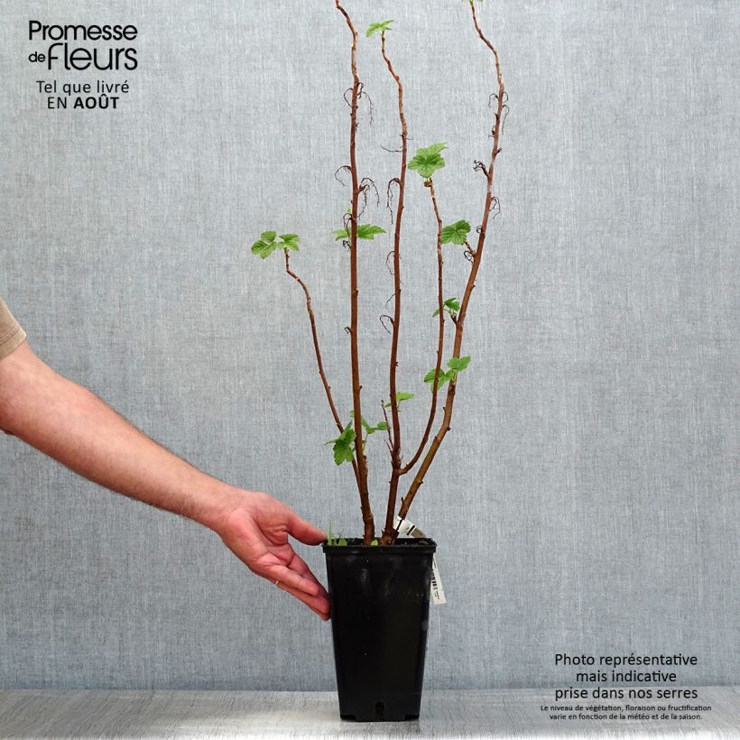 Blackcurrant Troll - Ribes nigrum 2L/3L pot, BushShipped height around 40/50cm sample as delivered in summer