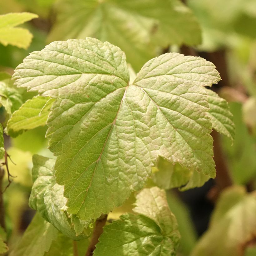 Blackcurrant Troll - Ribes nigrum (Foliage)