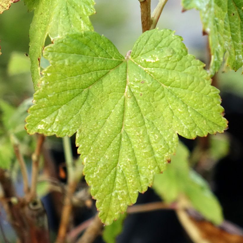 Blackcurrant Wellington - Ribes nigrum (Foliage)