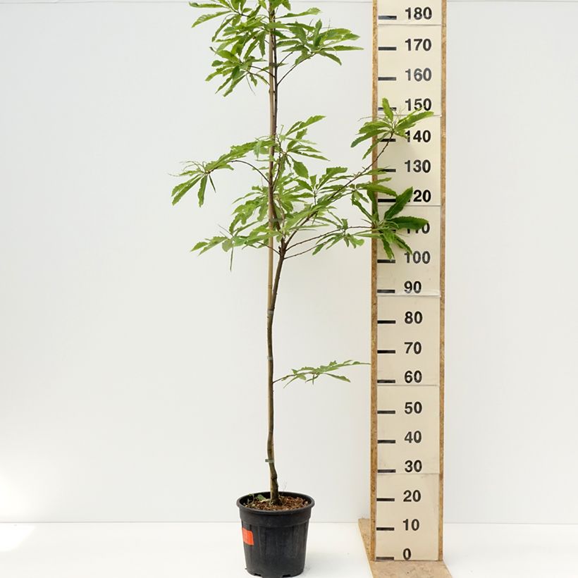 Common Chestnut - Castanea sativa Aspleniifolia 7.5L/10L potShipped height around 100/120cm sample as delivered in spring