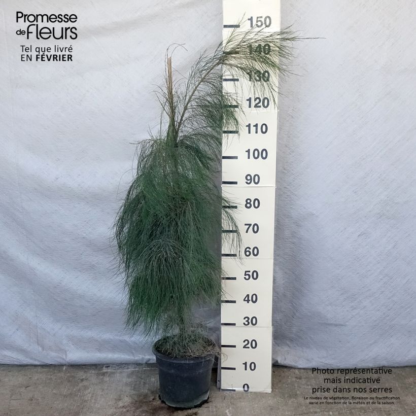 Casuarina equisetifolia sample as delivered in winter