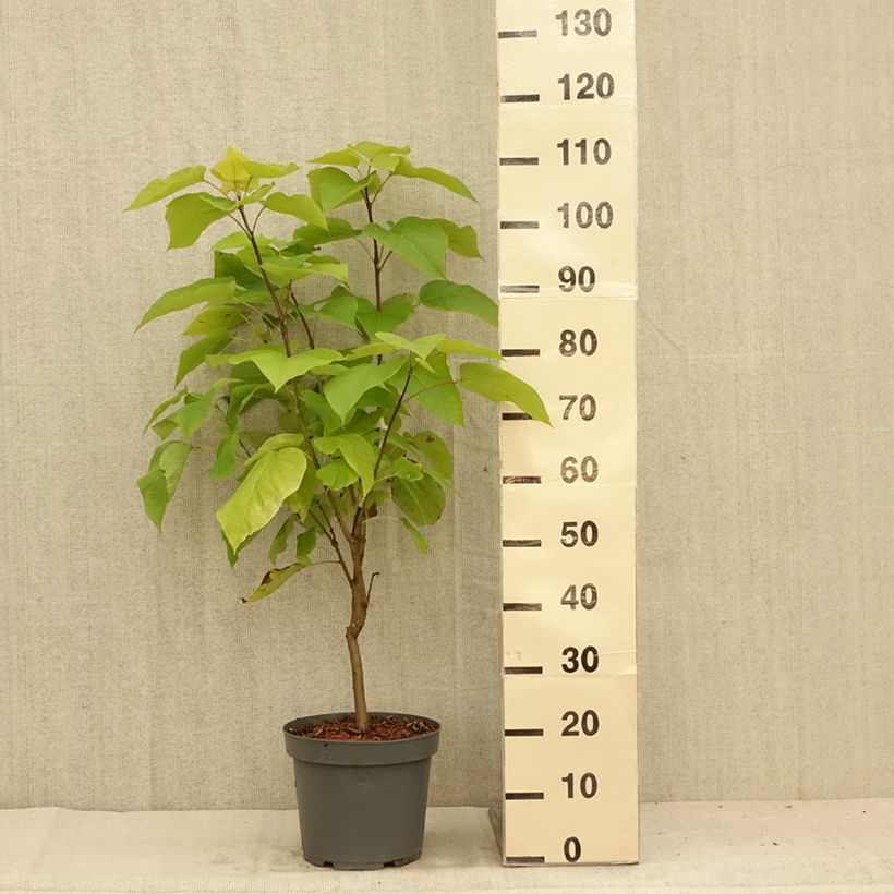 Catalpa bignonioides Aurea 4L/5L pot sample as delivered in summer