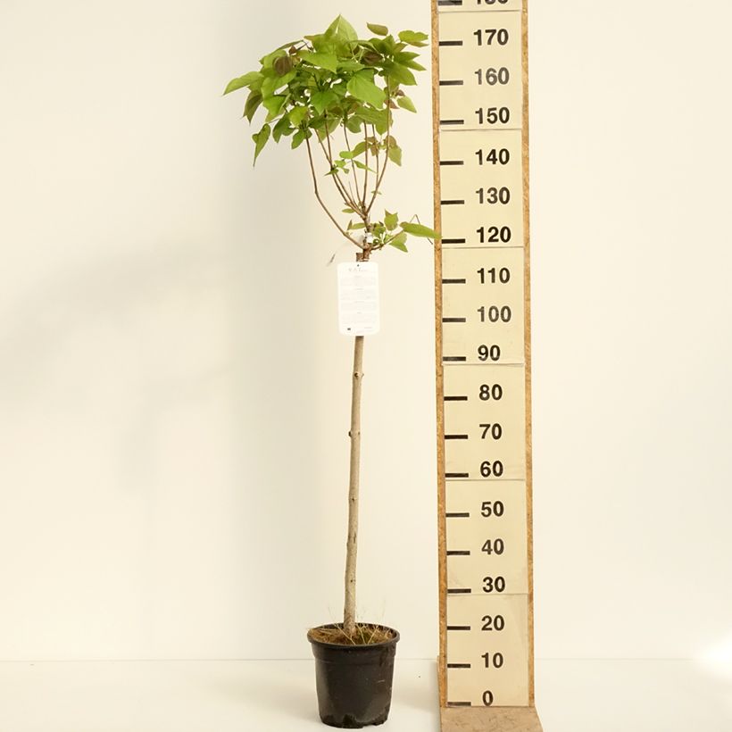 Catalpa bignonioides Nana - Catalpa boule Pot de 7,5L/10L, TigeHauteur livrée env. 60/80cm sample as delivered in spring
