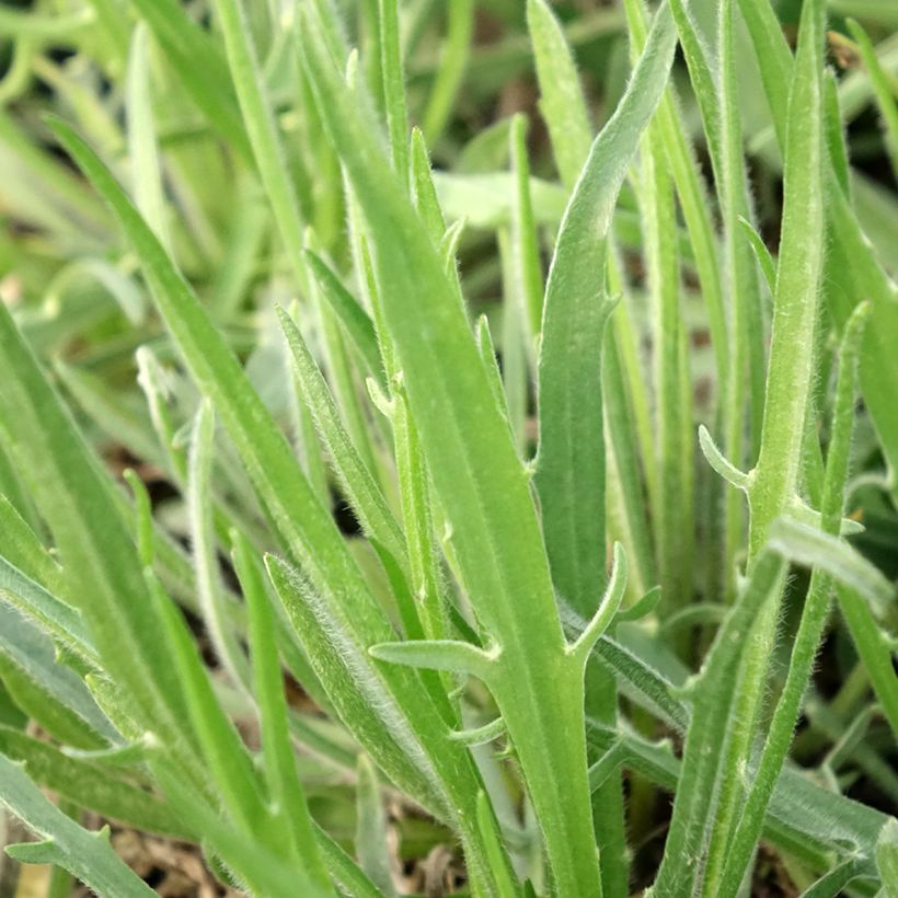 Catananche caerulea Alba (Foliage)