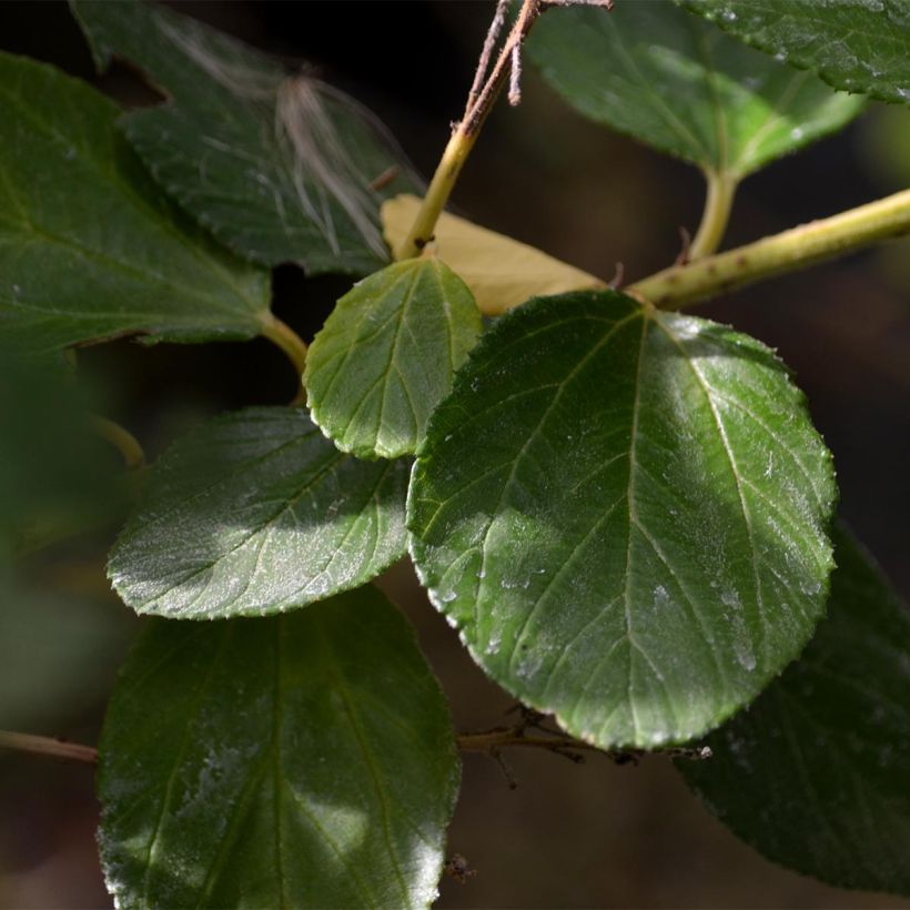Ceanothus Trewithen Blue - California Lilac (Foliage)
