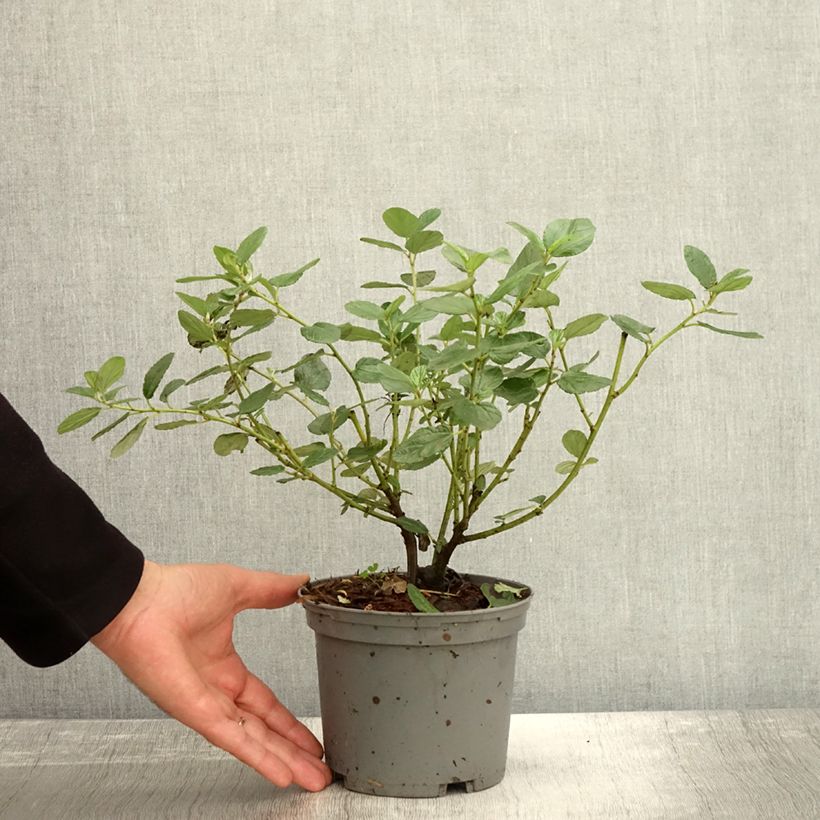 Ceanothus Trewithen Blue - California Lilac 2L/3L pot sample as delivered in autumn