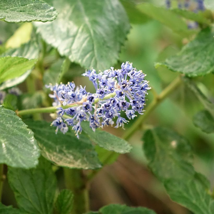 Ceanothus Trewithen Blue - California Lilac (Flowering)