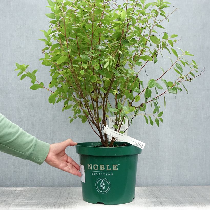 Ceanothus pallidus Marie-rose 7.5L/10L potShipped height around 60+cm sample as delivered in summer
