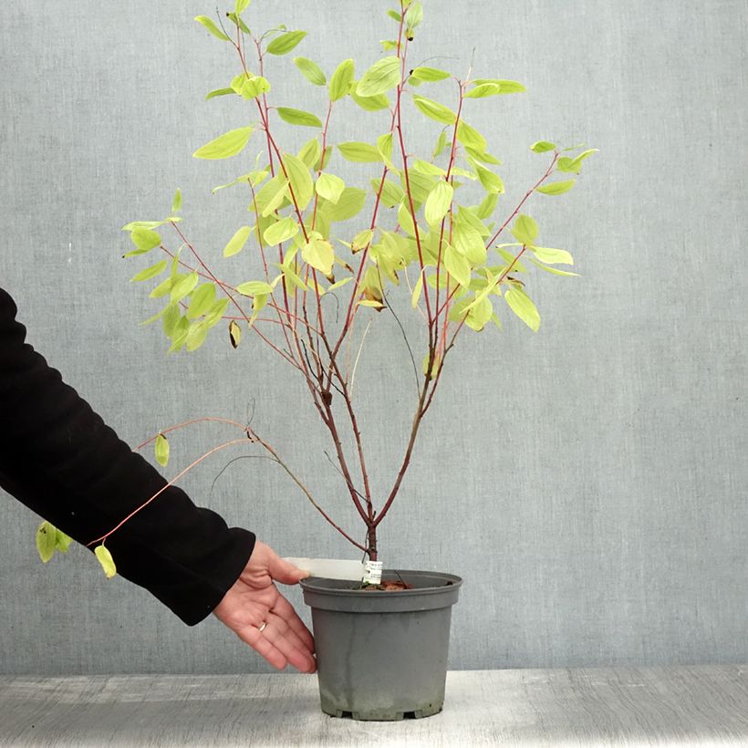 Ceanothus pallidus Marie Simon 7.5L/10L pot sample as delivered in autumn