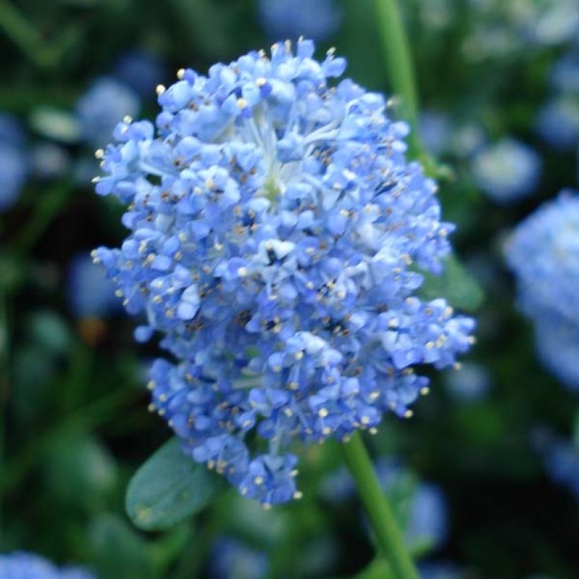 Ceanothus Skylark (Flowering)