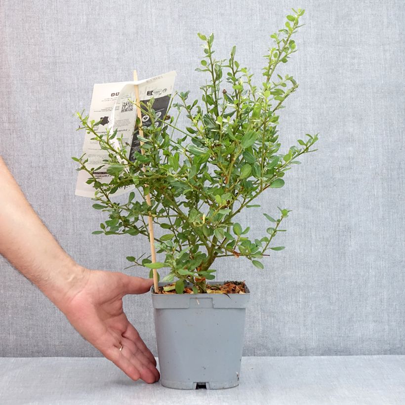 Ceanothus Skylark 2L/3L pot sample as delivered in summer