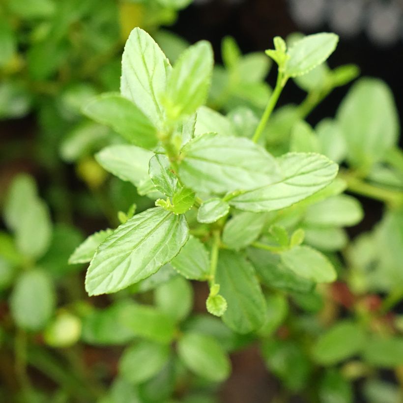 Ceanothus x thyrsiflorus Snow Flurries (Foliage)