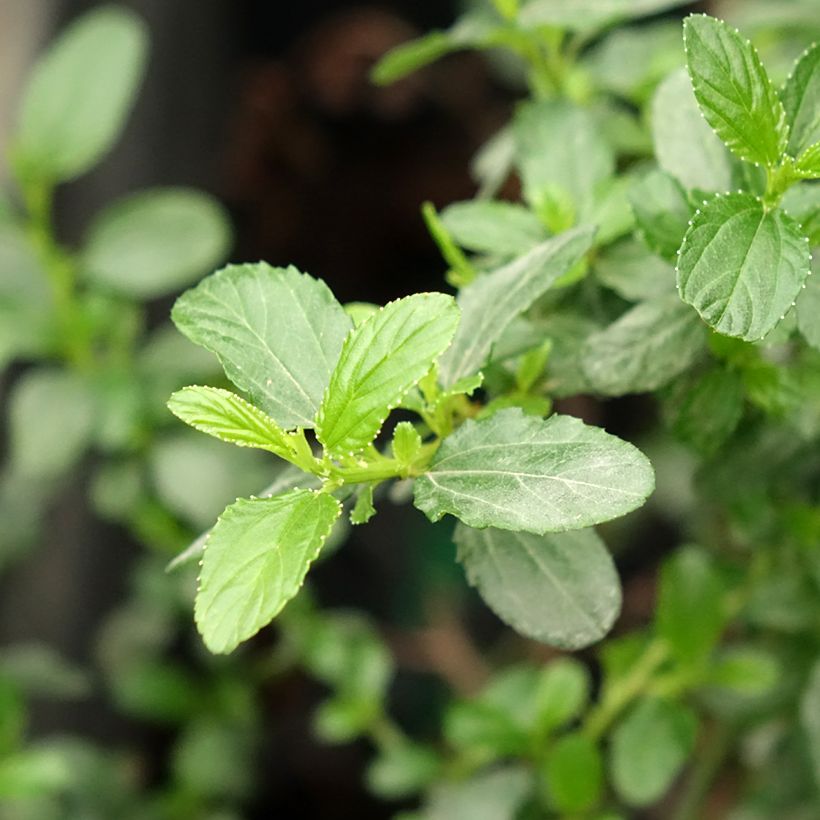 Ceanothus x thyrsiflorus Snow Flurries (Foliage)