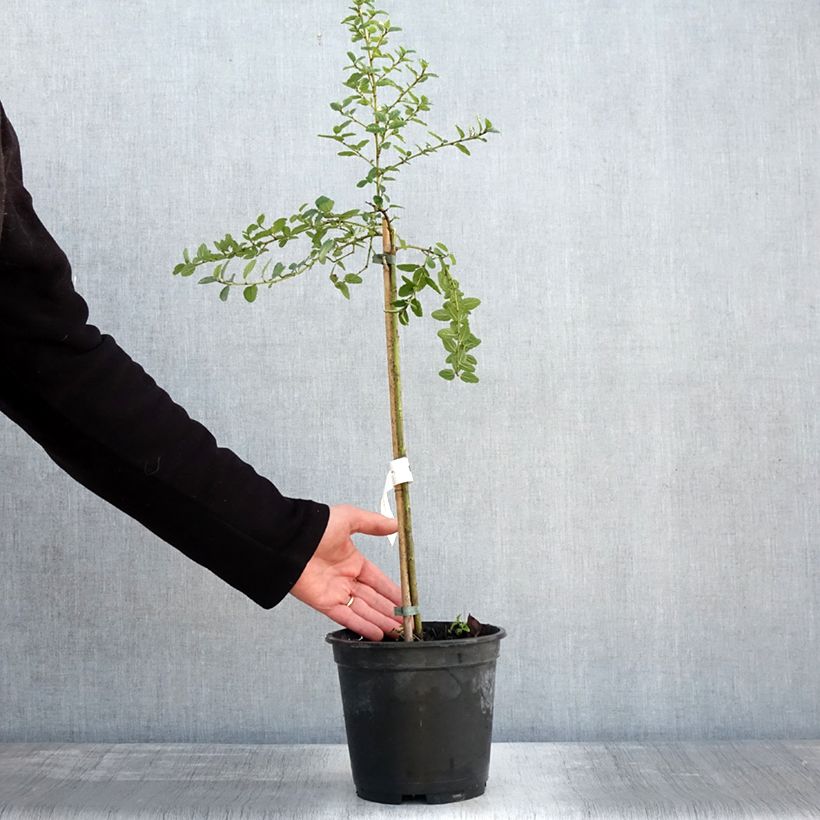 Ceanothus Blue Mound 3L/4L potShipped height around 50/60cm sample as delivered in winter