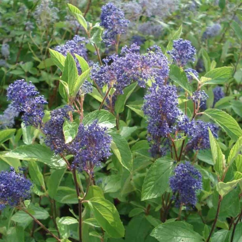 Ceanothus delilianus Henri Desfossé (Flowering)