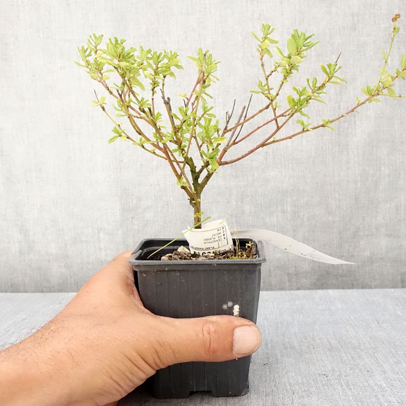 Ceanothus foliosus Italian Skies 8/9 cm pot sample as delivered in summer