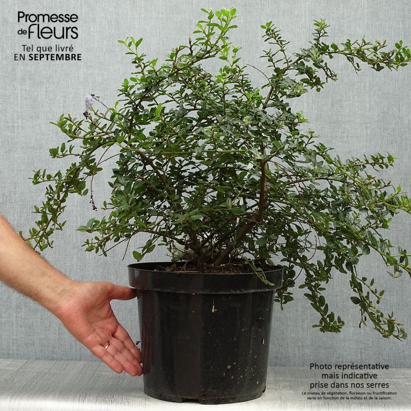 Ceanothus thyrsiflorus Repens en pot de 7.5L/10L -  Lilas de Californie sample as delivered in autumn