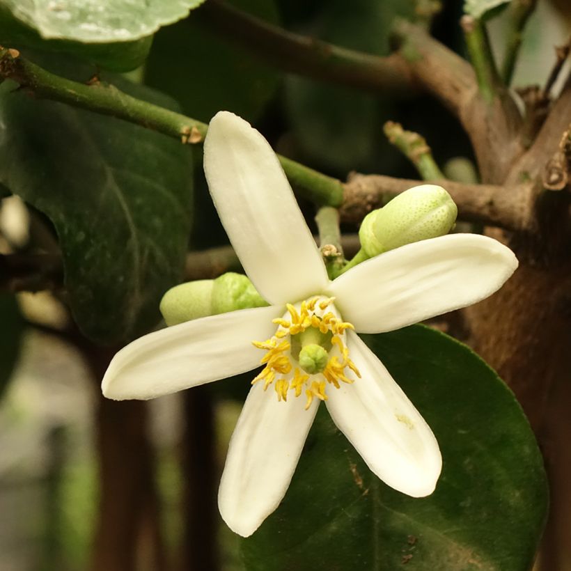 Citrus medica - Cedrat (Flowering)