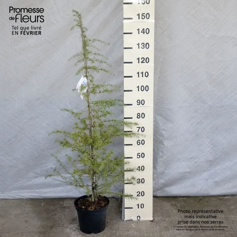 Cèdre de l'Himalaya - Cedrus deodara en pot de 15L sample as delivered in winter