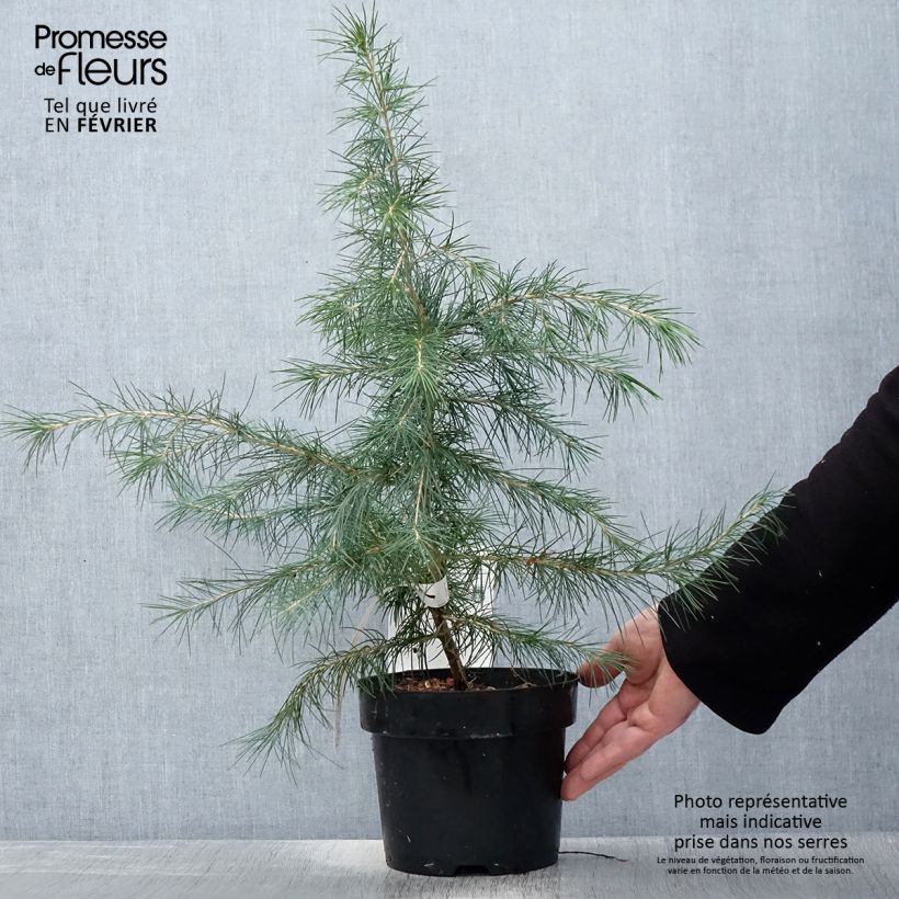 Cèdre de l'Himalaya - Cedrus deodara en pot de 3/4L sample as delivered in winter