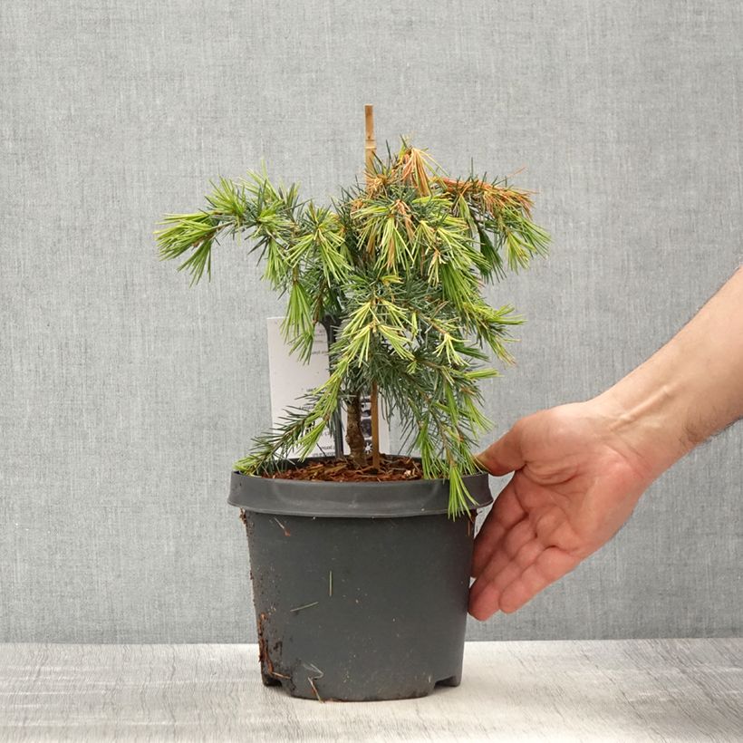 Cedrus deodara Feeling Blue - Himalayan Cedar 3L/4L potShipped height around 20/25cm sample as delivered in spring