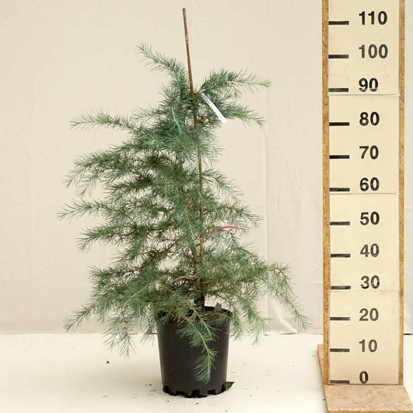 Cedrus deodara Pendula - Himalayan Cedar 7.5L/10L potShipped height around 80/100cm sample as delivered in spring